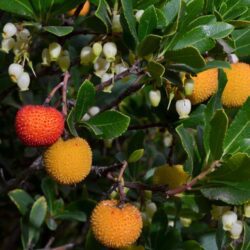 arbutus unedo corbezzolo 1