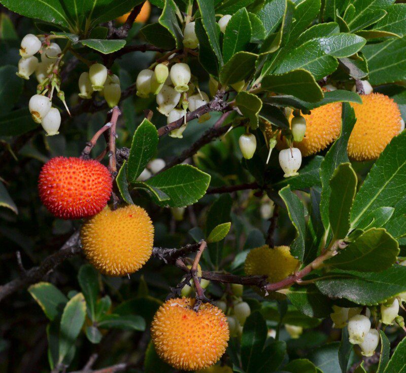 arbutus unedo corbezzolo 1 arbutus unedo corbezzolo 1