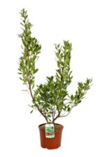 arbutus unedo corbezzolo o 19cm altezza 50cm