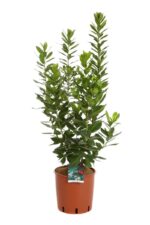 arbutus unedo corbezzolo o 19cm altezza 50cm 2