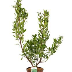 arbutus unedo corbezzolo o 19cm altezza 50cm