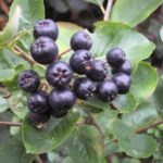 aronia melanocarpa nero 1