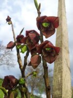 asimina triloba banano del nord