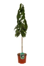 asimina triloba banano del nord 2