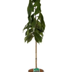 asimina triloba banano del nord 2