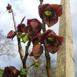 asimina triloba banano del nord