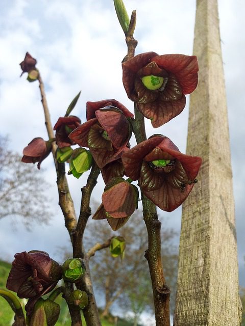 asimina triloba banano del nord