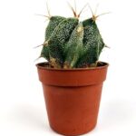 astrophytum 1