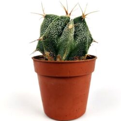 astrophytum 1