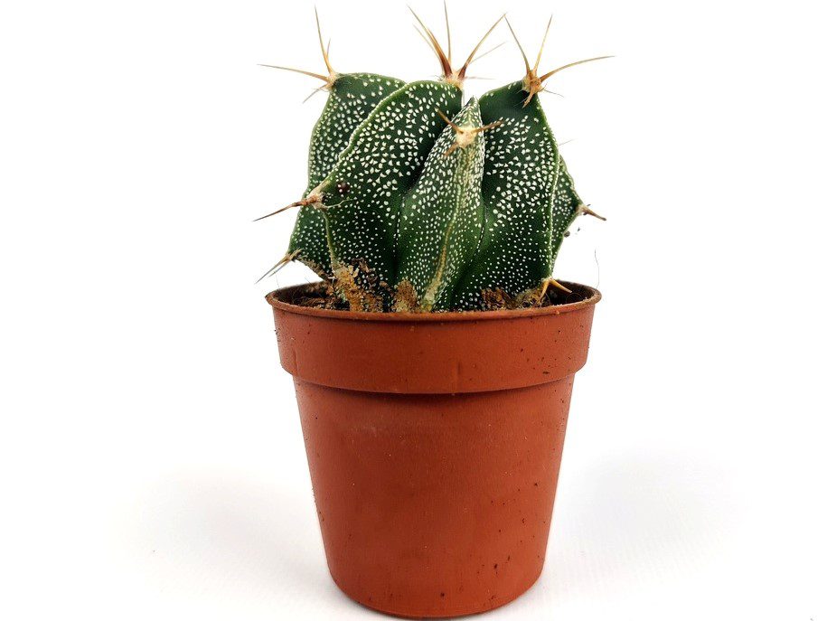 astrophytum 1 astrophytum 1