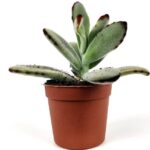 astrophytum