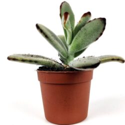 astrophytum