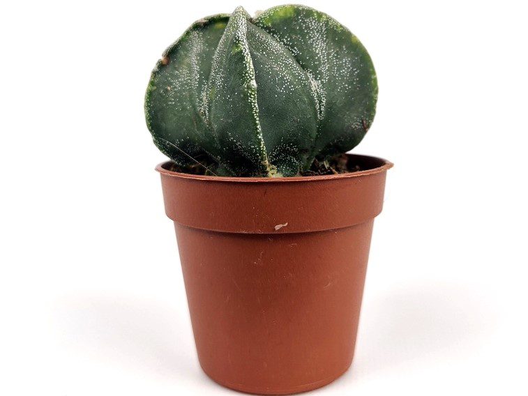 astrophytum coahuilense cappello del prete