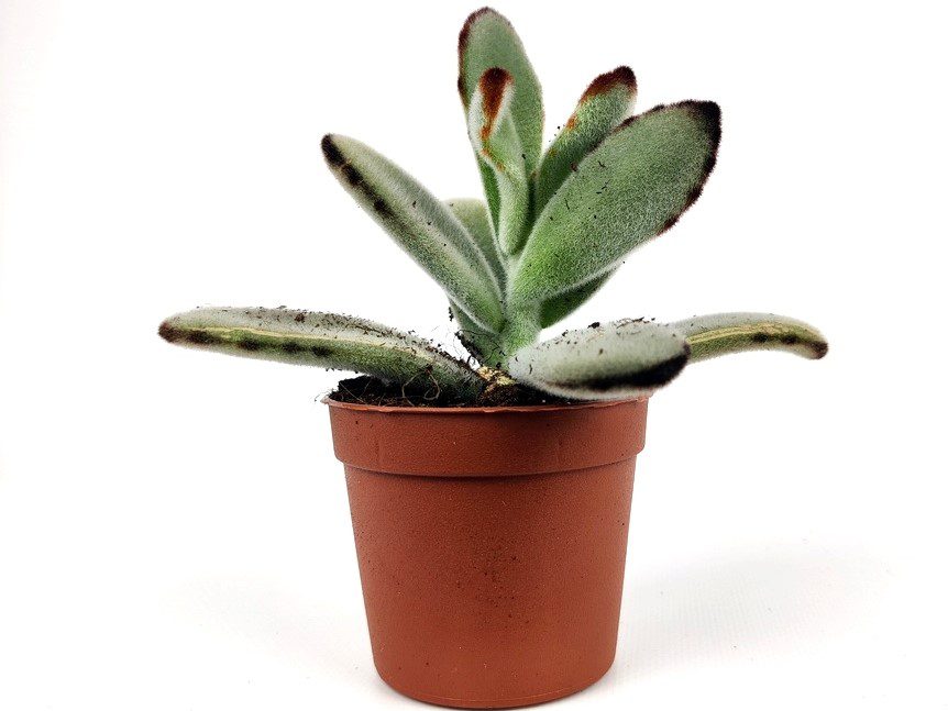 astrophytum astrophytum