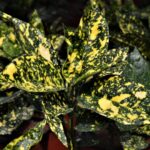 aucuba japonica crotonifolia 1