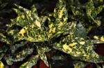aucuba japonica crotonifolia 1