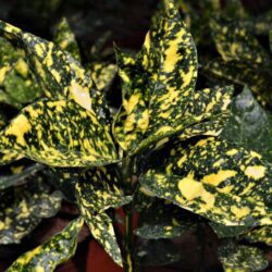 aucuba japonica crotonifolia 1