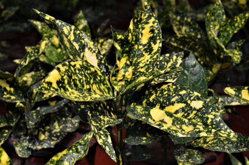 aucuba japonica crotonifolia 1 aucuba japonica crotonifolia 1