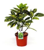 aucuba japonica crotonifolia