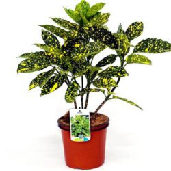 aucuba japonica crotonifolia