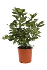 aucuba japonica crotonifolia 3
