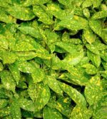 aucuba japonica golden king