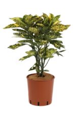 aucuba japonica golden king 2