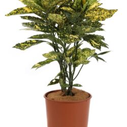 aucuba japonica golden king 2