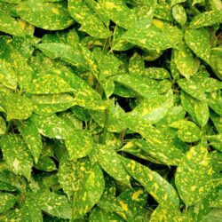 aucuba japonica golden king