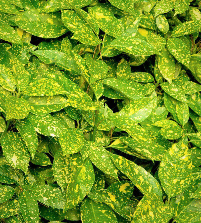 aucuba japonica golden king aucuba japonica golden king