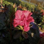 azalea encore autumn fire ibisco 1