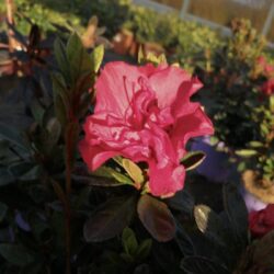 azalea encore autumn fire ibisco 1