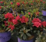 azalea encore autumn fire ibisco