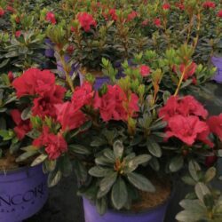 azalea encore autumn fire ibisco