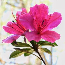 azalea encore carnival rifiorente