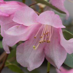azalea encore debutante rifiorente