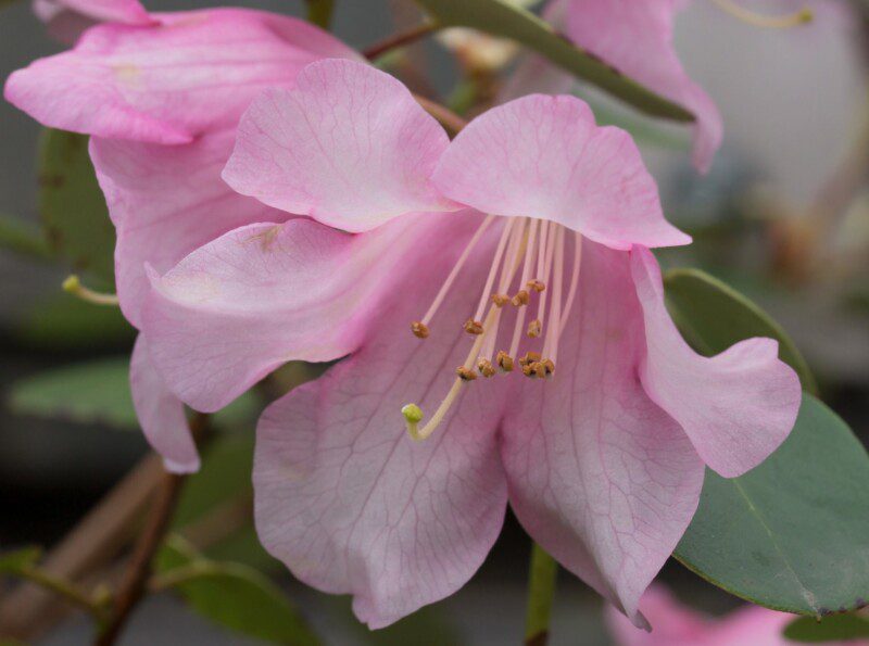 azalea encore debutante rifiorente