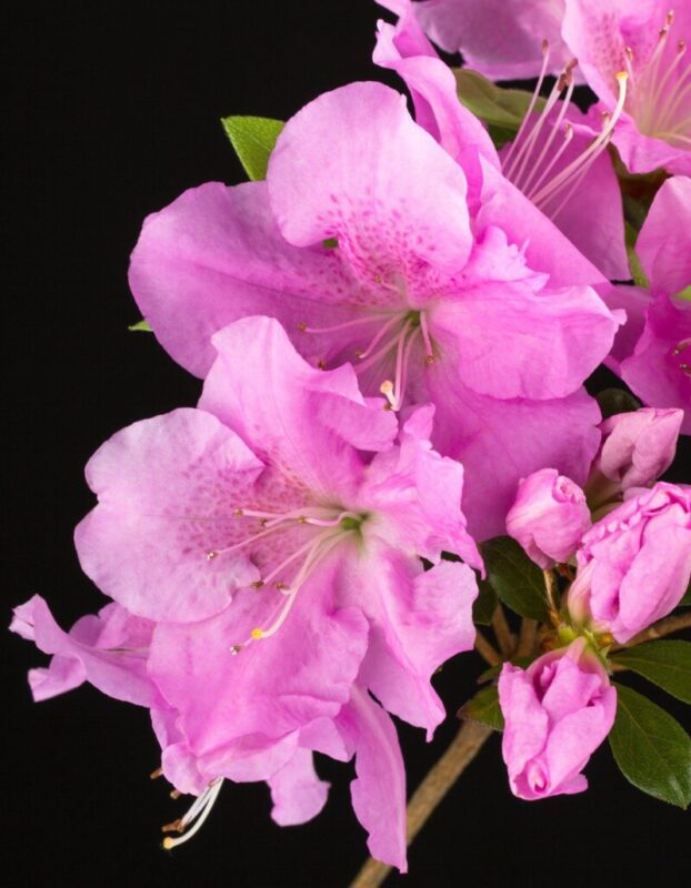 azalea encore empress rifiorente