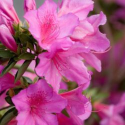 azalea encore sangria rifiorente