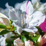 azalea encore starlite rifiorente