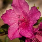 azalea encore sundance rifiorente