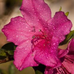 azalea encore sundance rifiorente