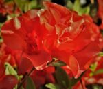 azalea encore sunset rifiorente