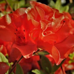 azalea encore sunset rifiorente