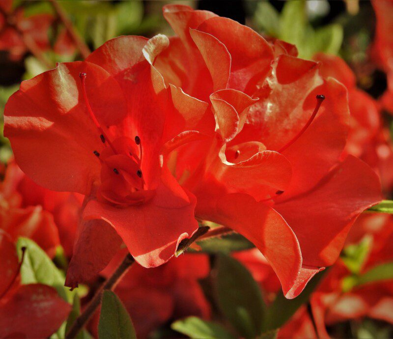 azalea encore sunset rifiorente azalea encore sunset rifiorente