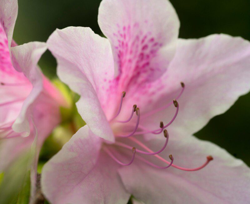 azalea encore sweetheart rifiorente azalea encore sweetheart rifiorente