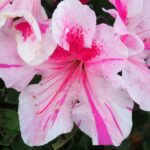 azalea encore twist rifiorente