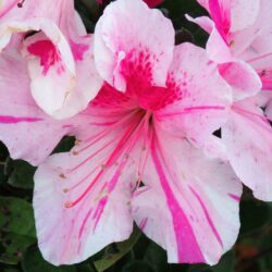 azalea encore twist rifiorente