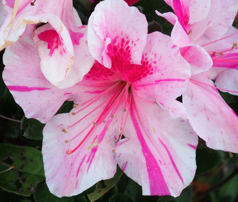 azalea encore twist rifiorente azalea encore twist rifiorente