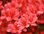 azalea japonica aladin scout 1